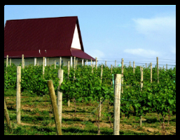 vineyardbuilding2